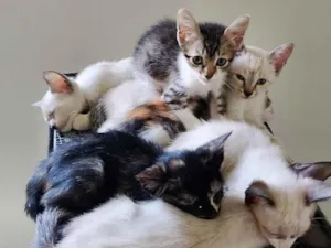 Gato raça SRD-ViraLata idade 2 a 6 meses nome ainda sem nomes 