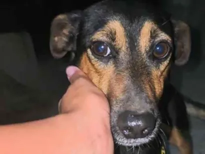 Cachorro raça SRD-ViraLata idade 2 anos nome Billy