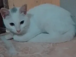 Gato raça SRD-ViraLata idade 2 a 6 meses nome gatinha