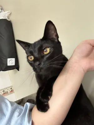 Gato raça SRD-ViraLata idade 1 ano nome Salem 