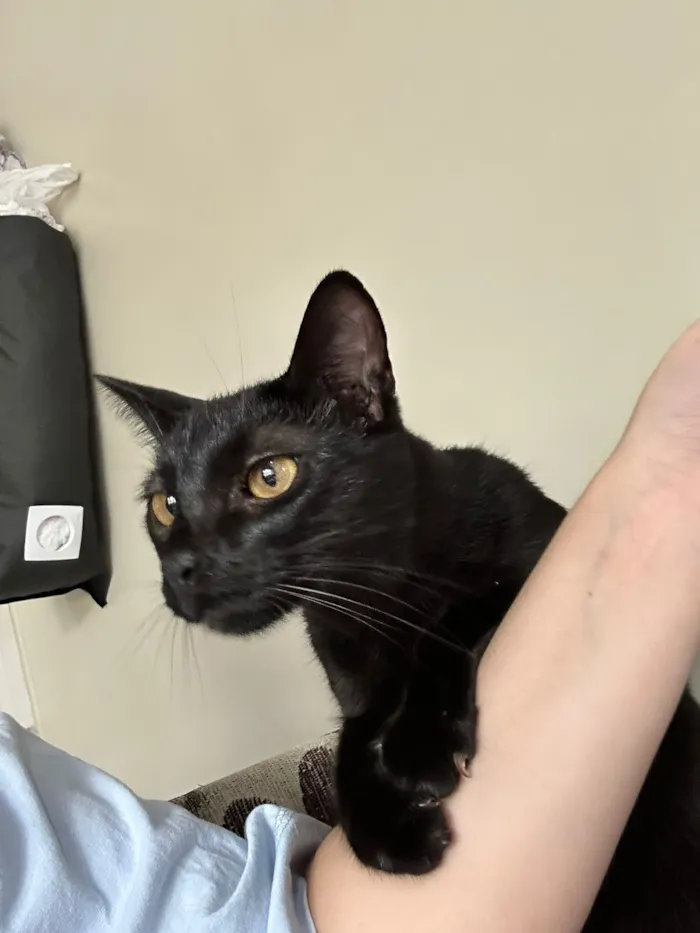 Gato raça SRD-ViraLata idade 1 ano nome Salem 