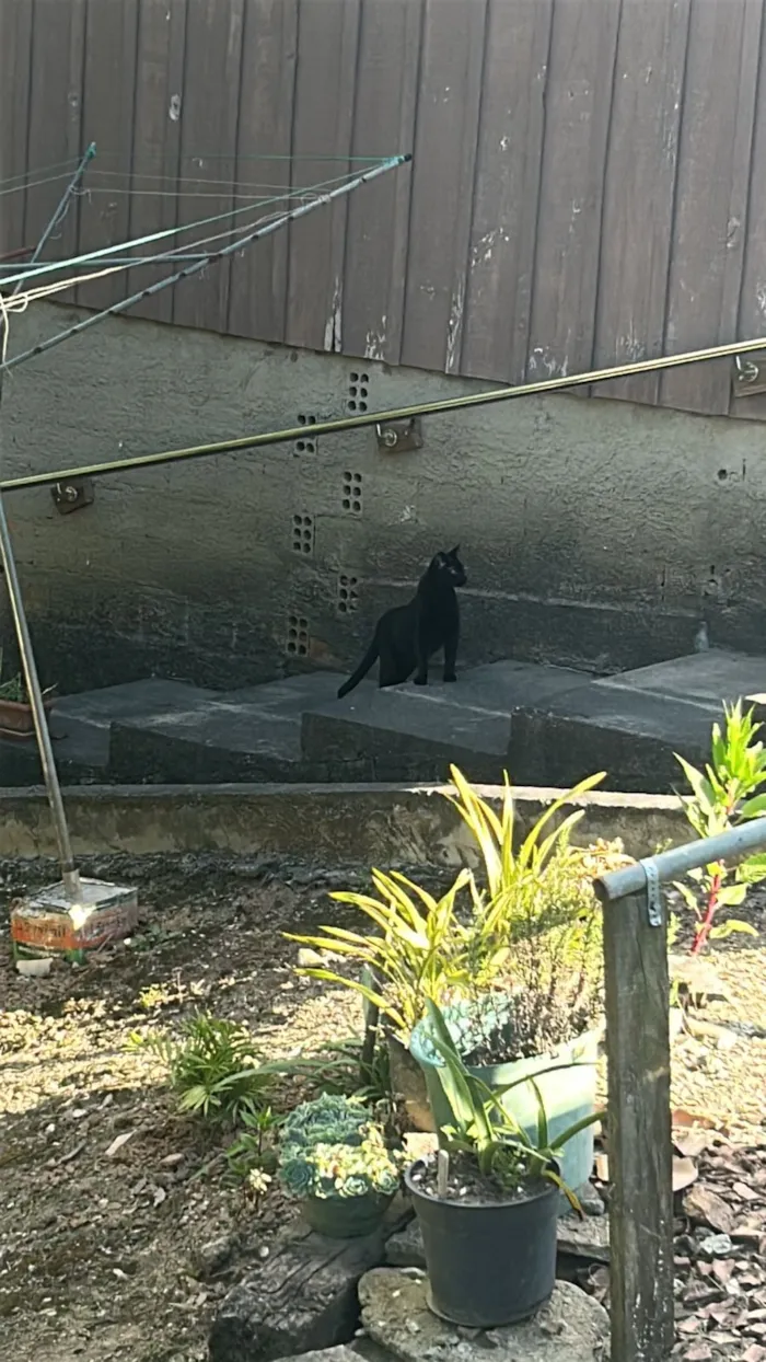 Gato raça SRD-ViraLata idade 1 ano nome Salem 