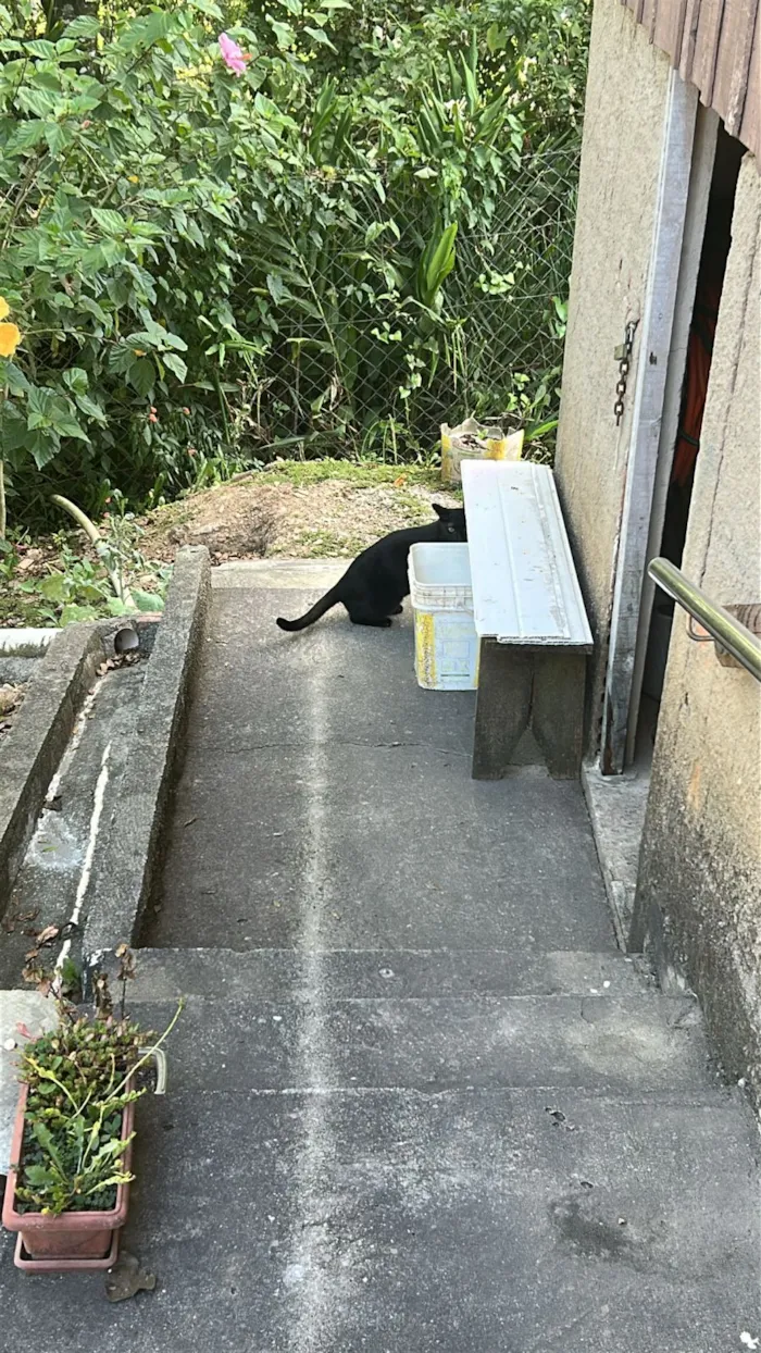 Gato raça SRD-ViraLata idade 1 ano nome Salem 