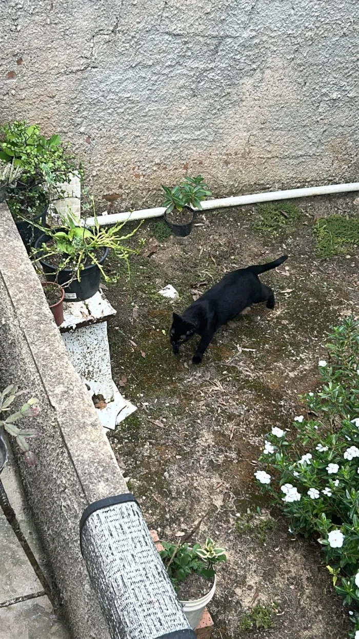 Gato raça SRD-ViraLata idade 1 ano nome Salem 