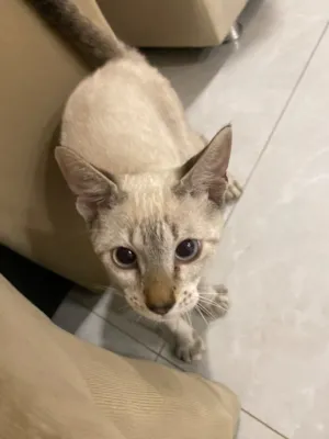 Gato raça SRD-ViraLata idade 2 a 6 meses nome Gatinho