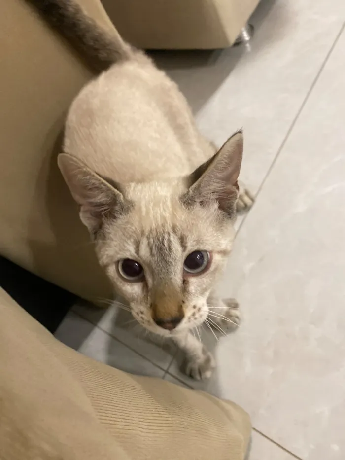 Gato raça SRD-ViraLata idade 2 a 6 meses nome Gatinho