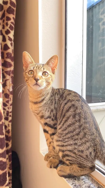 Gato raça SRD-ViraLata idade 2 a 6 meses nome Valentinno