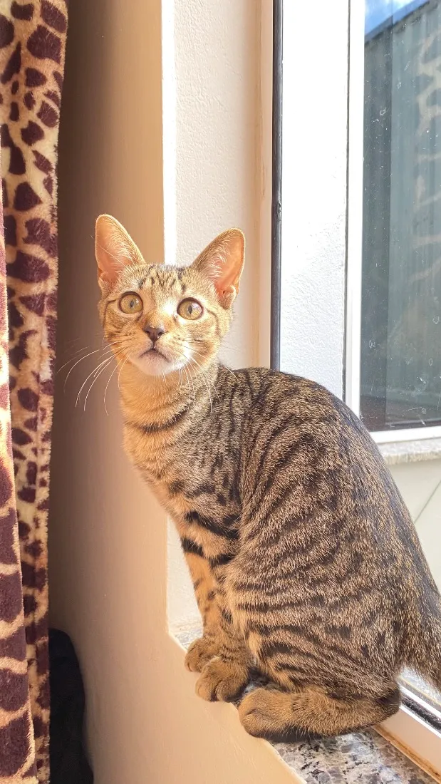 Gato raça SRD-ViraLata idade 2 a 6 meses nome Valentinno