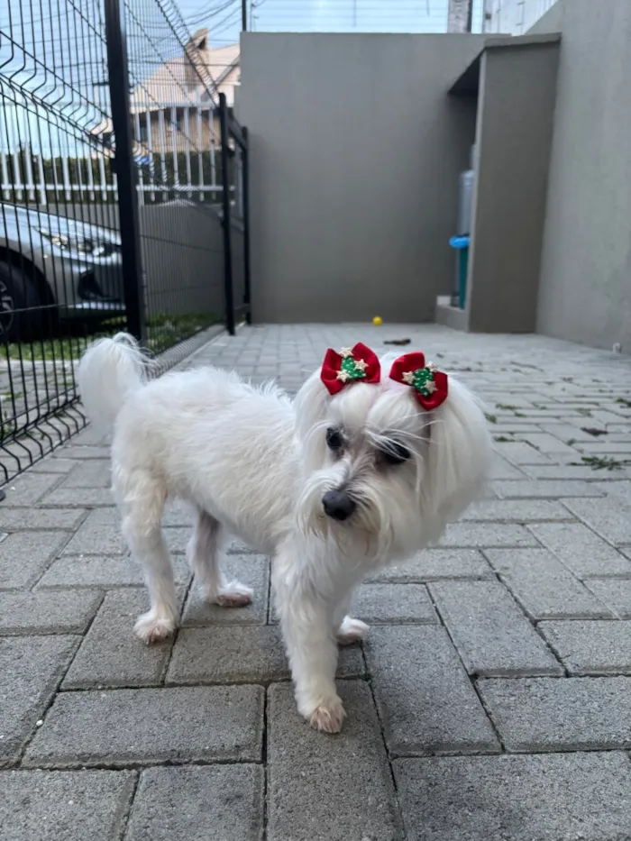 Cachorro raça Maltês idade 6 ou mais anos nome Meg