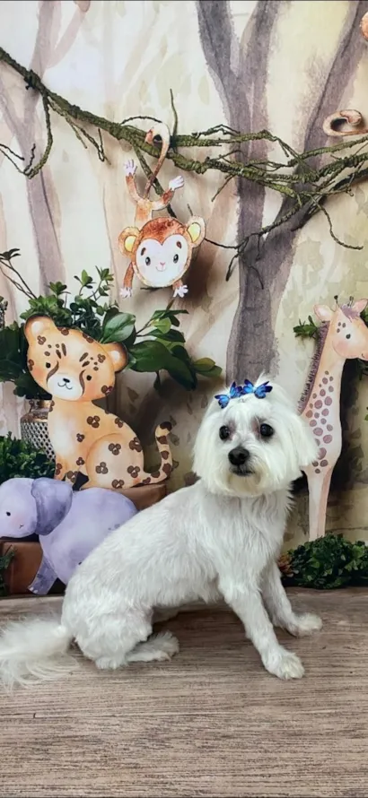 Cachorro raça Maltês idade 6 ou mais anos nome Meg