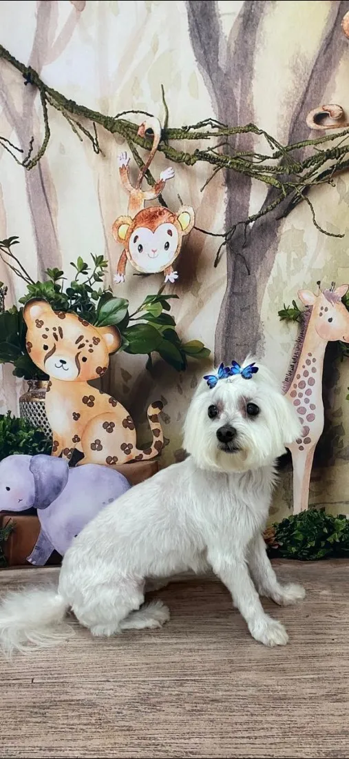 Cachorro raça Maltês idade 6 ou mais anos nome Meg