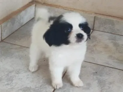 Cachorro raça Shitzu idade Abaixo de 2 meses nome Sem nome