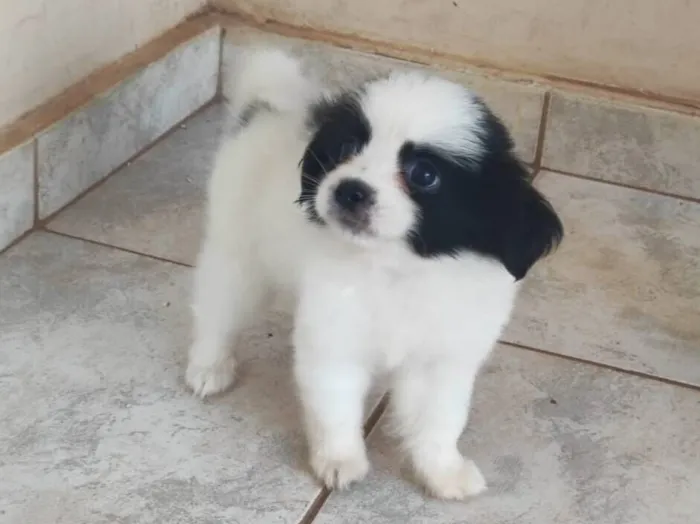 Cachorro raça Shitzu idade Abaixo de 2 meses nome Sem nome