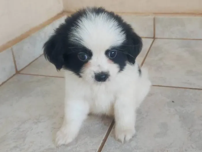 Cachorro raça Shitzu idade Abaixo de 2 meses nome Sem nome