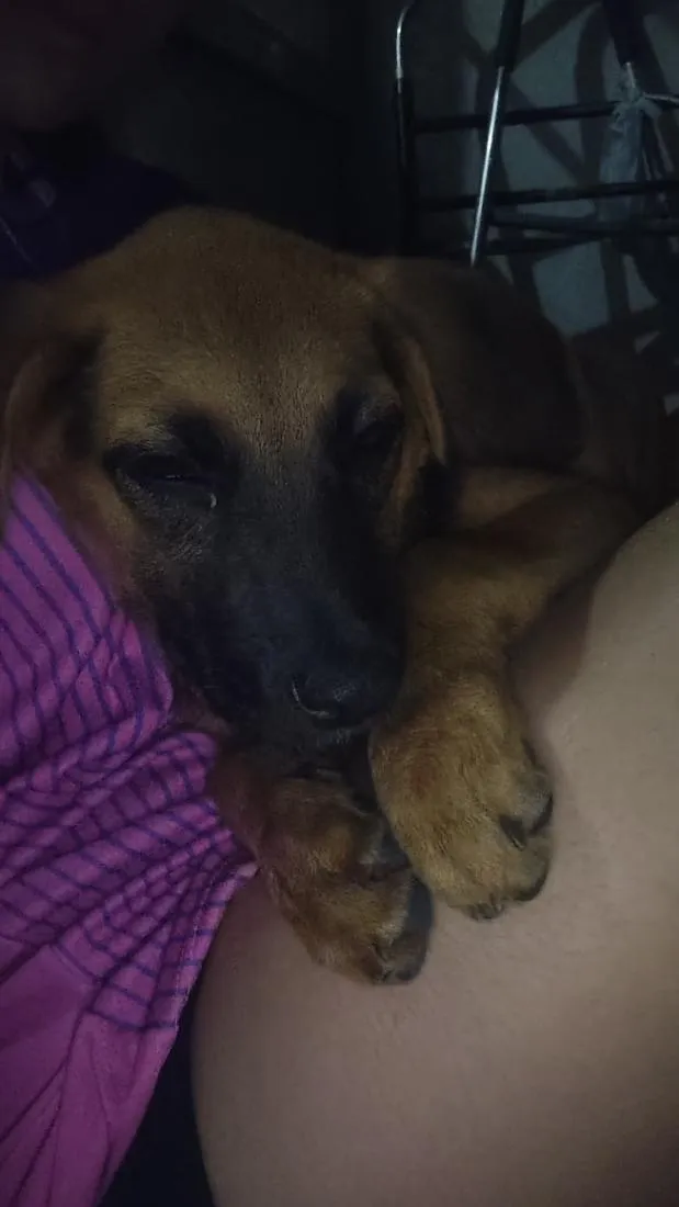 Cachorro raça SRD-ViraLata idade 2 a 6 meses nome lica
