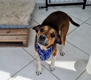 Cachorro raça SRD-ViraLata idade 3 anos nome Pitoco