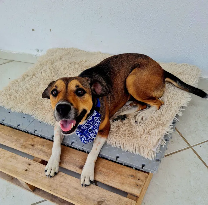 Cachorro raça SRD-ViraLata idade 3 anos nome Pitoco