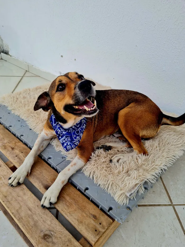 Cachorro raça SRD-ViraLata idade 3 anos nome Pitoco