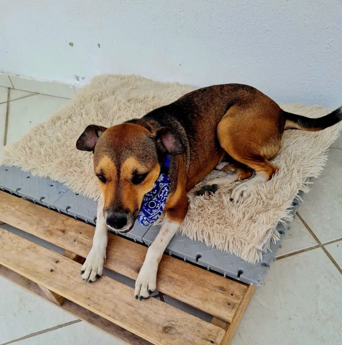 Cachorro raça SRD-ViraLata idade 3 anos nome Pitoco