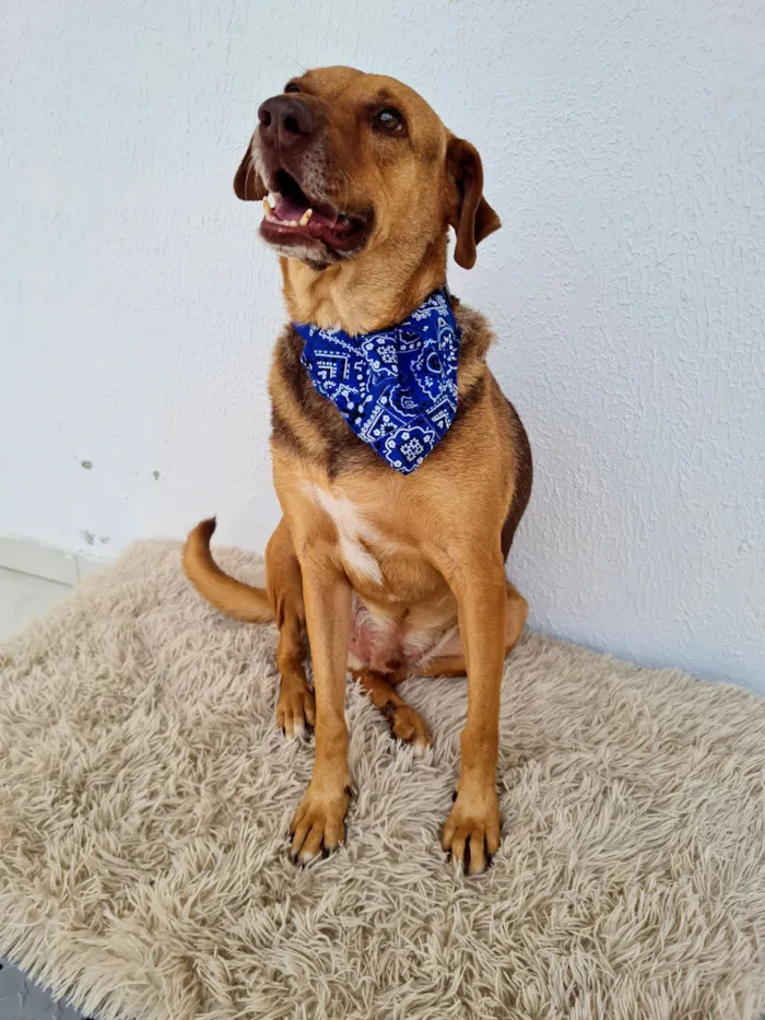 Cachorro raça SRD-ViraLata idade 3 anos nome Guduco