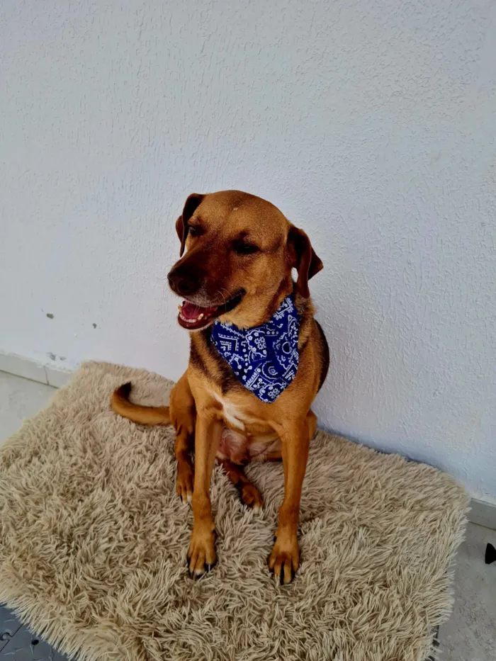 Cachorro raça SRD-ViraLata idade 3 anos nome Guduco