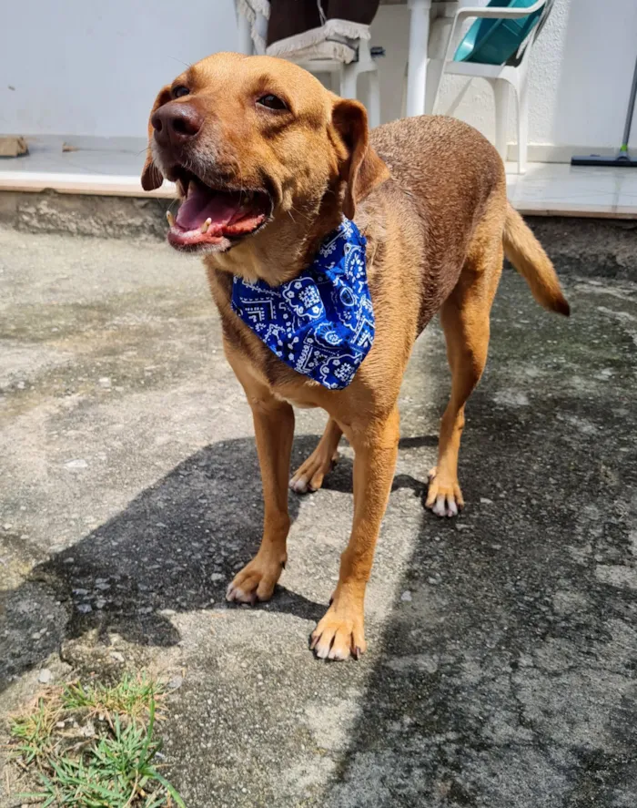 Cachorro raça SRD-ViraLata idade 3 anos nome Guduco