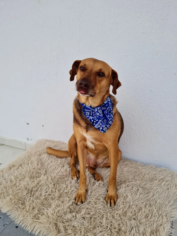 Cachorro raça SRD-ViraLata idade 3 anos nome Guduco