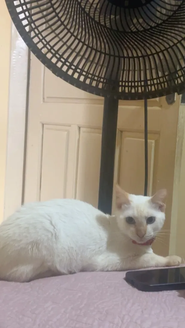 Gato raça SRD-ViraLata idade 2 a 6 meses nome Apolo