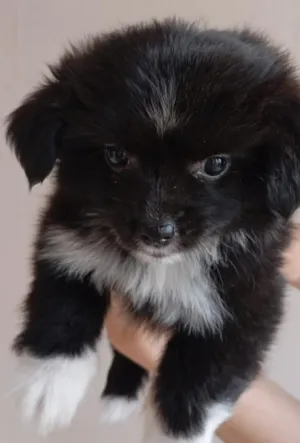 Cachorro raça Shitzu idade Abaixo de 2 meses nome Sem nome