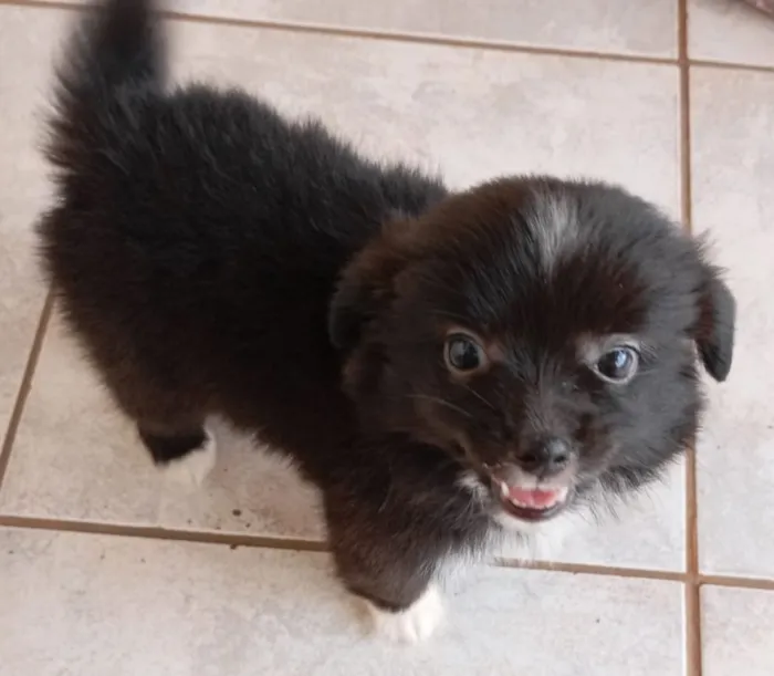 Cachorro raça Shitzu idade Abaixo de 2 meses nome Sem nome