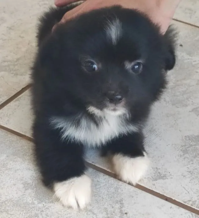 Cachorro raça Shitzu idade Abaixo de 2 meses nome Sem nome