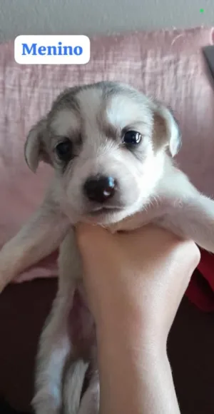 Cachorro raça SRD-ViraLata idade Abaixo de 2 meses nome (sem nome)