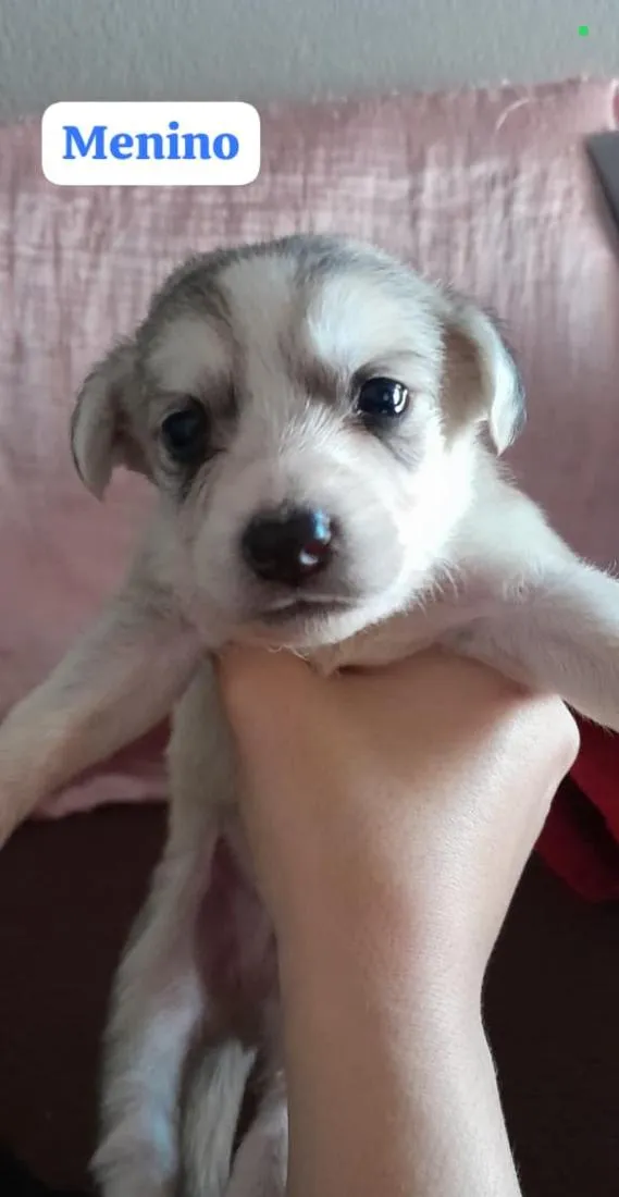 Cachorro raça SRD-ViraLata idade Abaixo de 2 meses nome (sem nome)