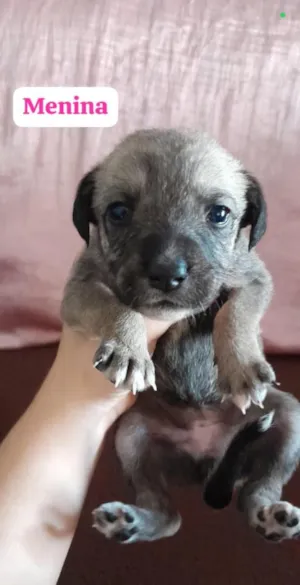 Cachorro raça SRD-ViraLata idade Abaixo de 2 meses nome (sem nome)