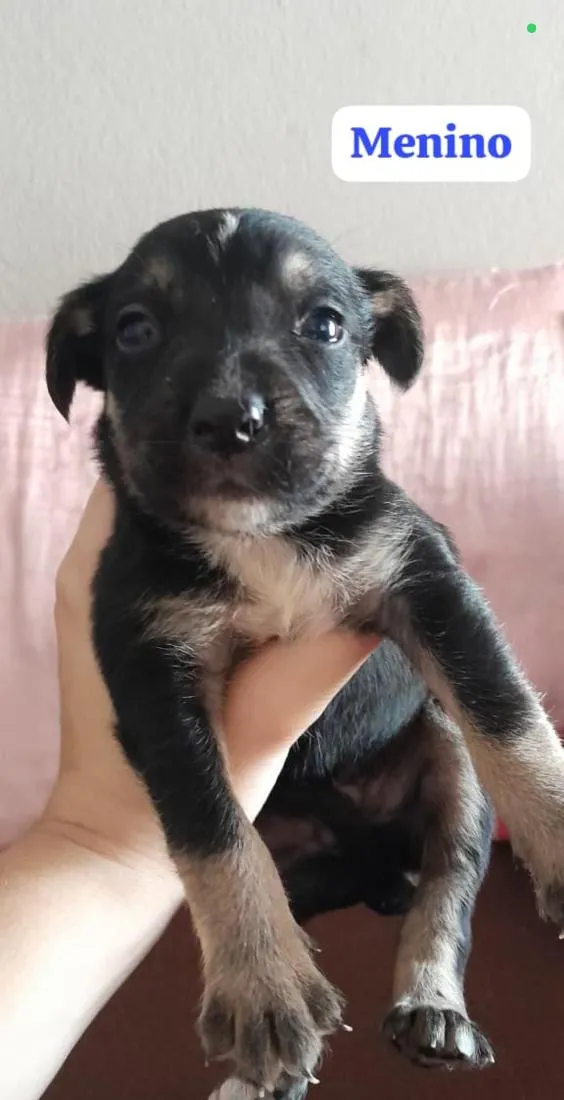 Cachorro raça SRD-ViraLata idade Abaixo de 2 meses nome (sem nome)