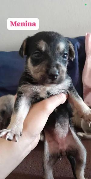 Cachorro raça SRD-ViraLata idade Abaixo de 2 meses nome (sem nome)