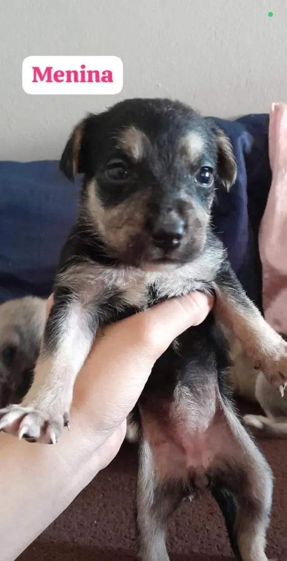 Cachorro raça SRD-ViraLata idade Abaixo de 2 meses nome (sem nome)