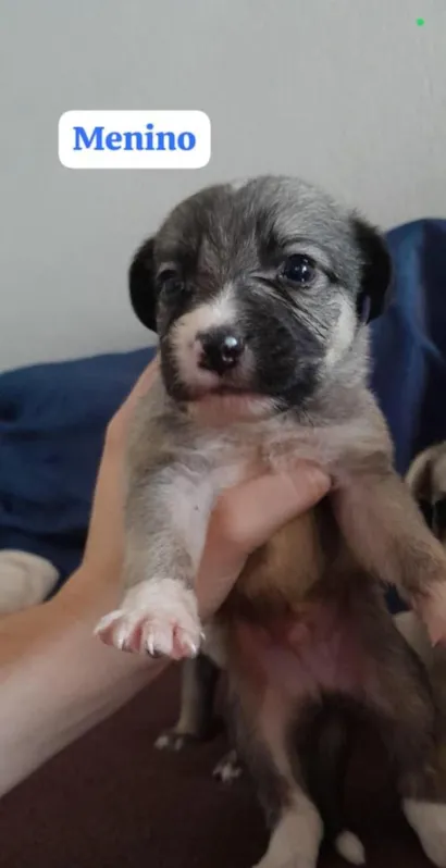 Cachorro raça SRD-ViraLata idade Abaixo de 2 meses nome (sem nome)