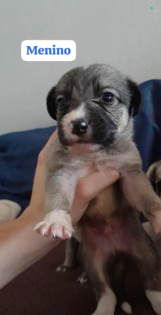 Cachorro raça SRD-ViraLata idade Abaixo de 2 meses nome (sem nome)