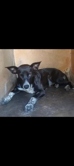 Cachorro raça SRD-ViraLata idade 1 ano nome Vitória