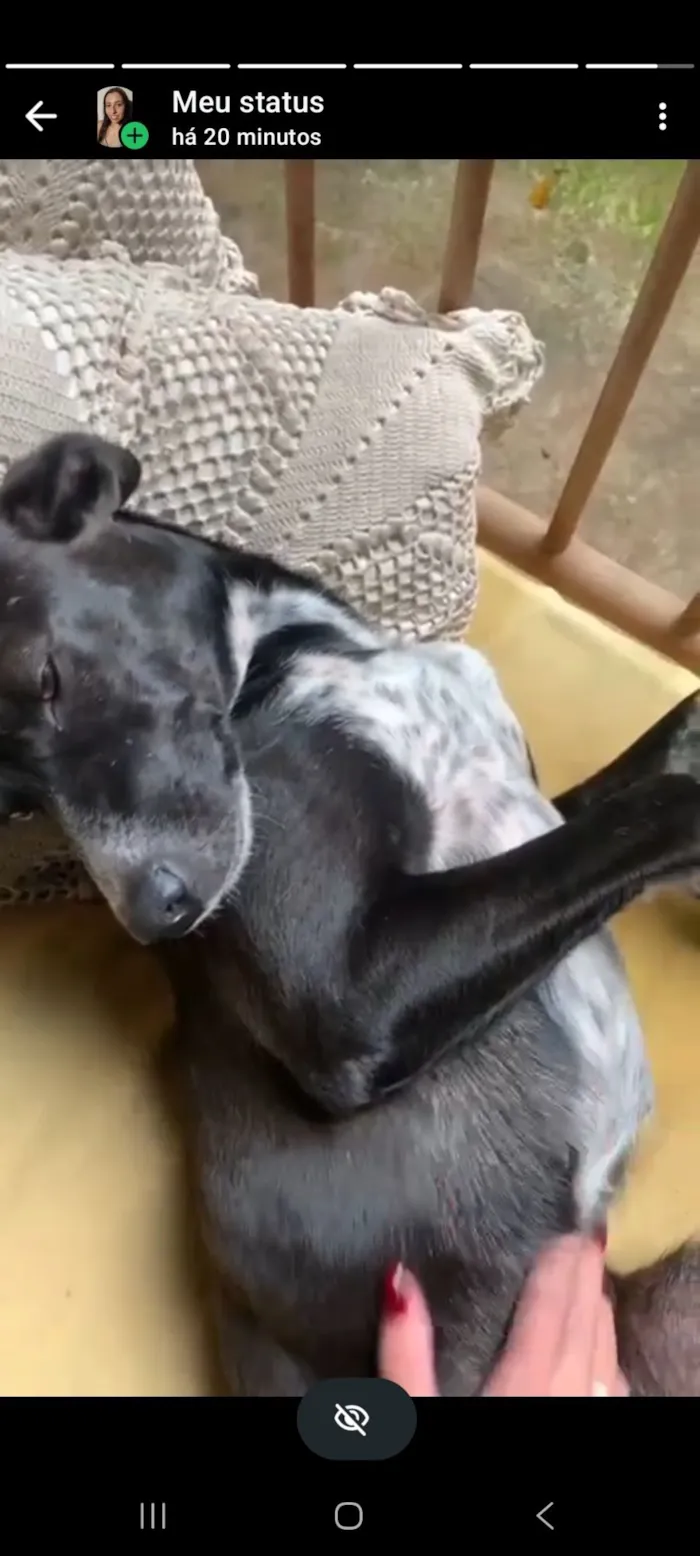 Cachorro raça SRD-ViraLata idade 1 ano nome Vitória