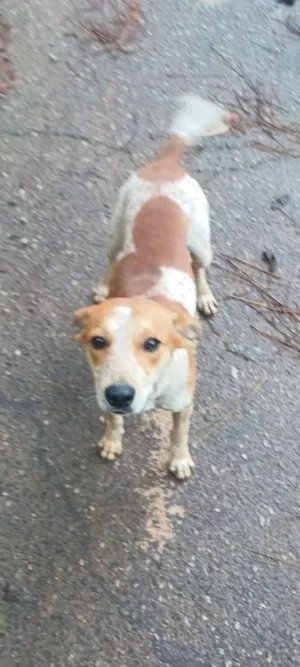 Cachorro raça SRD-ViraLata idade 1 ano nome Pingo