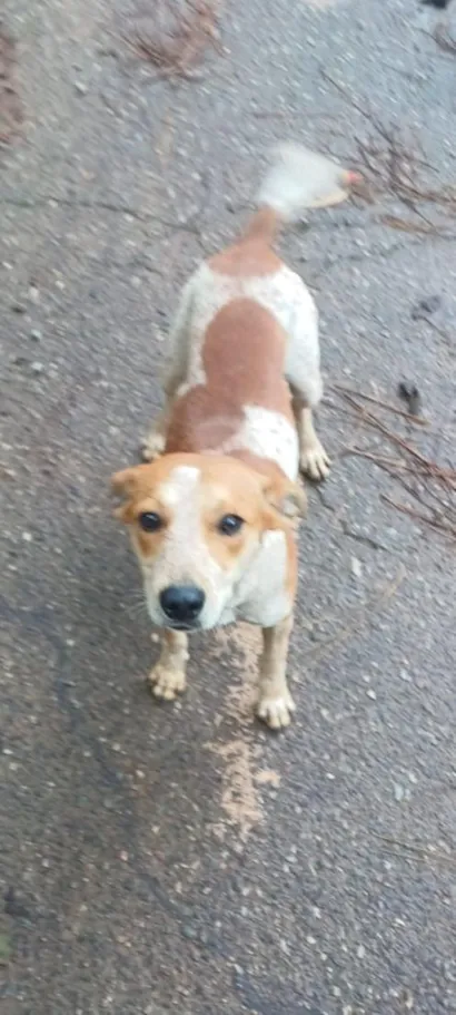 Cachorro raça SRD-ViraLata idade 1 ano nome Pingo