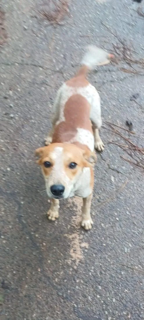 Cachorro raça SRD-ViraLata idade 1 ano nome Pingo