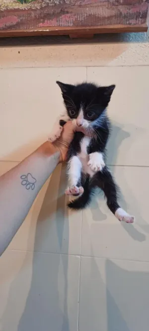 Gato raça SRD-ViraLata idade Abaixo de 2 meses nome Gatinha Frajolinha