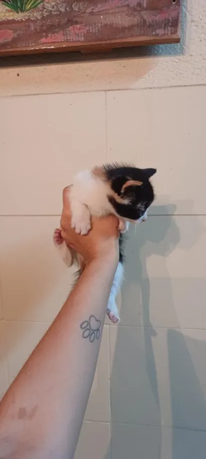 Gato raça SRD-ViraLata idade Abaixo de 2 meses nome Gatinha Tricolor