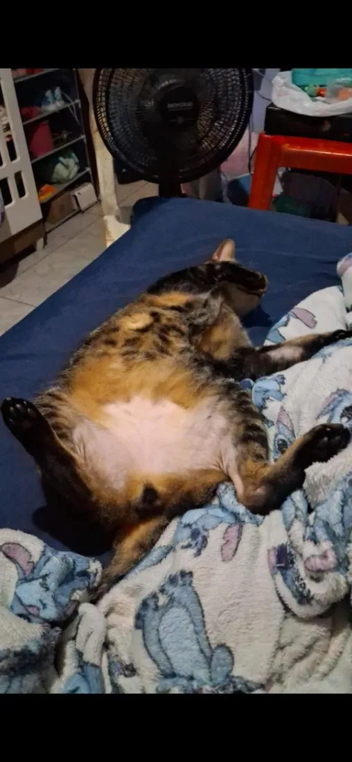 Gato raça SRD-ViraLata idade 1 ano nome Pudim