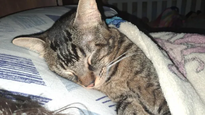 Gato raça SRD-ViraLata idade 1 ano nome Pudim