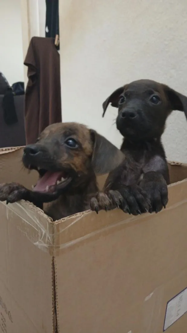 Cachorro raça SRD-ViraLata idade Abaixo de 2 meses nome Gil e Caetano