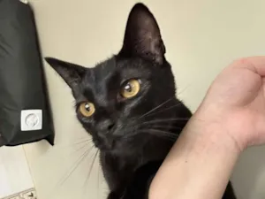 Gato raça SRD-ViraLata idade 1 ano nome Salem 